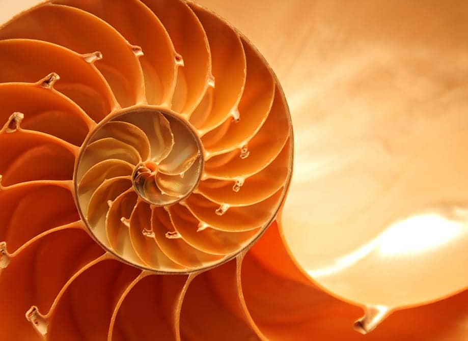 spiral shell pattern